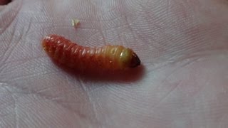 How to Breed Butterworms Fast amp Easy [upl. by Petunia]