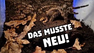 Ich musste das Terrarium der Lasiodora parahybana einfach neu machen  112023 [upl. by Stinson]