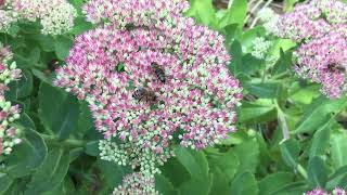 How to grow Sedum plant  Autumn joy stonecrop succulent a Musthave September autumn plant [upl. by Asit20]