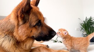 German Shepherd Reacts to Kittens Love [upl. by Ettenig]