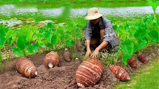 One tuber per meal Harvest radishes taro to cook traditional dishes  Dianxi Xiaoge inspires me [upl. by Hilarius]