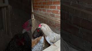 Un gallo barbón shortvideo gallinas gallinasencasa [upl. by Chilcote]