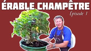 TAILLE de lÉRABLE CHAMPÊTRE BONSAÏ 🌱 NEJIKAN BONSAI 🌱 [upl. by Harras]