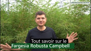 Fargesia robusta Campbell  Bambou non traçant [upl. by Mella]