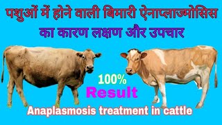 Anaplasmosis treatment in cattle  ऐनाप्लाज्मोसिस बिमारी कारण लक्षण और उपचार [upl. by Molohs535]