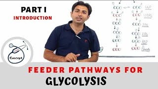 Feeder Pathway for Glycolysis  intro [upl. by Hyman]