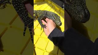 Baby Crocodile Monitor Socializing crocodilemonitor salvadorii varanus monitorlizard exoticpet [upl. by Ellatsyrc]