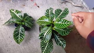 How to grow Zebra Plant  Aphelandra squarrosa [upl. by Nymsaj463]