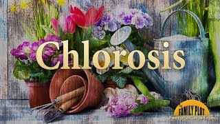 Chlorosis – Garden Glossary [upl. by Sibylle]