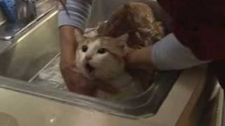 Lolas Cat Bath [upl. by Jemmie157]