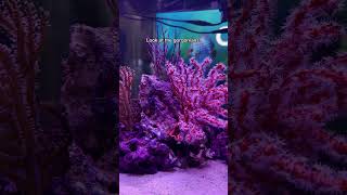 Unique Aquarium with MINI Seahorses 🤩🐠 aquarium fishtank reeftank [upl. by Jaquelin]