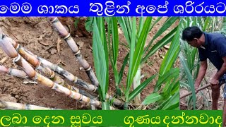 උක් සාකය තූළින් අපේ ශරිරයට ලබා දෙන සූවය  ukwagawa ikmanwaga [upl. by Annait]