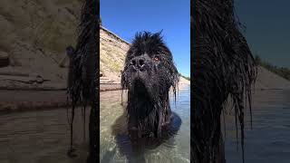 Just a wet Newf bein cute newfoundlanddog dogs [upl. by Assertal543]