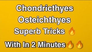 Complete Chondrichthyes amp Osteichthyes With Super Tricks  Animal Kingdom [upl. by Idden147]