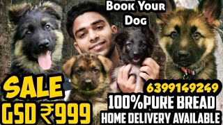 🐕‍🦺GSD TOP QUALITY FOR SALE 😍•FREE DELIVERY germanshepherd dog [upl. by Enyallij]