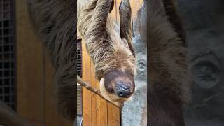 Hanging Sloth🦥  Slow Animal in the World shorts [upl. by Beulah354]