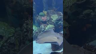 Huge Stingray amp Incredible Nurse Shark  Dive With Sharks Tank  Wonders Of Wildlife Aquarium [upl. by Irat]