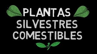 PLANTAS SILVESTRES COMESTIBLES  Lista y propiedades [upl. by Beauregard116]