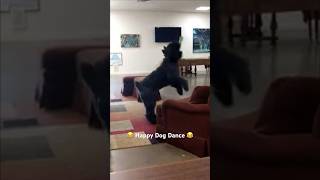 Happy dog dance bouvierdesflandres [upl. by Ettenhoj]