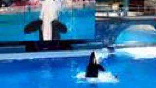 KILLER WHALE near ATTACK SHOW AT SEAWORLD SHAMU ORCA SEA WORLD BELIEVE SHOW IN ORLANDO FL FLORIDA [upl. by Hameean]