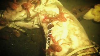 What Happens To DEAD BODIES in the Ocean [upl. by Sybil]