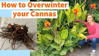 CANNA LILY Overwintering  How to Store Bulbs Rhizomes over Winter [upl. by Martino275]