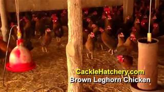 Brown Leghorn Chicken Breed Breeder Flock  Cackle Hatchery [upl. by Jannery]