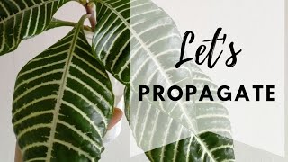 How to propagate a zebra plant  Alphelandra Squarrosa [upl. by Herzel251]