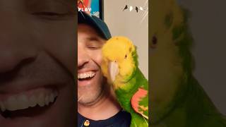 Cutest Parrots in Action shortsyoutube shortfeed youtubeshorts [upl. by Abekam]