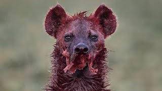 15 Tragic Moments The Most Cruel Hyena Ever Shows No Mercy [upl. by Ladnik]