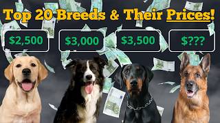 Whats the REAL Cost of Owning a Popular Dog Breed in 2024 [upl. by Sparrow448]