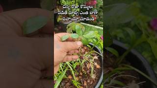 Easy to grow Rose plant from cuttings youtubeshorts shorts rose [upl. by Lleunamme]