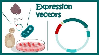 Expression vectors  What is in an expression vector  applications of expression vectors [upl. by Otreblig]