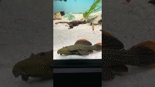 plecos L600 pseudacanthicus y L190 panaque music wakawaka song fish aquarium trending shorts [upl. by Neumeyer]