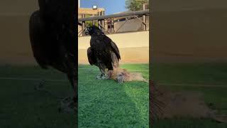 New Falcon Introduce A Lure For Race desertlife falconery birdslover falconrylife [upl. by Marlin]