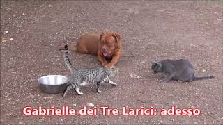 Dogue De Bordeaux aggressivo vs cani e gatti  Recuperata [upl. by Reiko112]