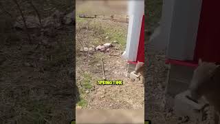 Capybaras Get Up Close amp Personal TheUrbanRescueRanch [upl. by Notlaw84]