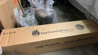 3 Fast Growing Trees Unboxing [upl. by Ahseenat]