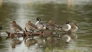 Northern pintail duck  Merced NWR california [upl. by Mannes]