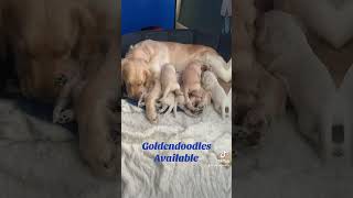 Goldendoodle puppies [upl. by Idden]