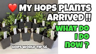 MY HOPS PLANTS ARRIVED  WHAT DO I DO NOW HOPS WORLD TIP 56 [upl. by Zannini]