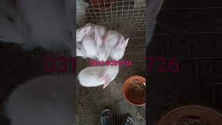 New Zealand white rabbit Bunnys after 35 days Mughal Rabbit Farming in Rawalpindi [upl. by Akenahs]