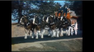 Budweiser Clydesdale Tradition Commercial 1974 [upl. by Doownel]