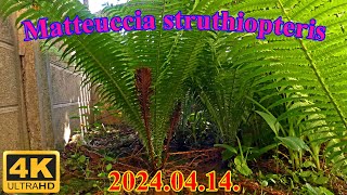 │20240414│Struccpáfrány  Ostrich Fern Matteuccia struthiopteris 🌱🏡│🇭🇺 [upl. by Sumer871]