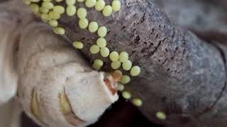 Silk moth Bombyx mori laying eggs [upl. by Laamaj863]