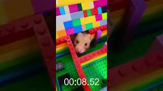 Building and Testing a LEGO Hamster Maze 🐹✨ shorts [upl. by Ragen]