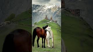 horse landscape horselover horsefan canonphotography travel travelvlog love short shorts [upl. by Fauman]