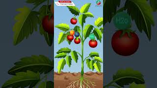 निरोगी पिकासाठी सर्वोत्तम जोडी PlantSafe आणि PlantUp agriculture [upl. by Laural935]