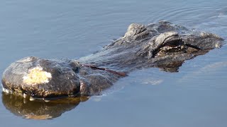 Alligator Mating Season [upl. by Batory]