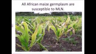 Lattice Design  PART 2 Introduction to Agricolae Package and MLN Experiment [upl. by Snoddy333]